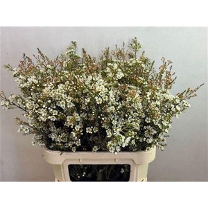 Chame Me Sirius White 80cm