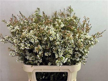 <h4>Chame Me Sirius White 80cm</h4>