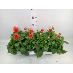 Dahlia  'Dahlietta Rachel'