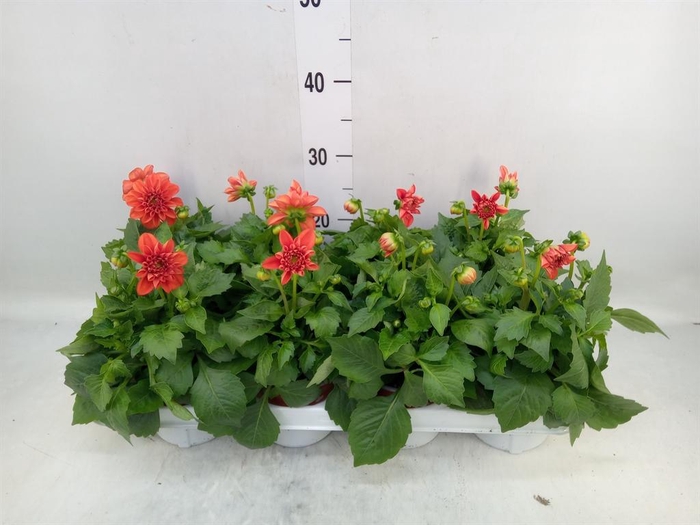 <h4>Dahlia  'Dahlietta Rachel'</h4>