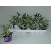Tradescantia White Clone 12Ø 15cm