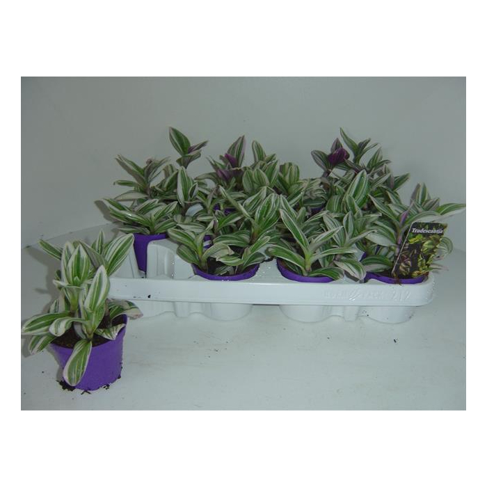 <h4>Tradescantia White Clone 12Ø 15cm</h4>