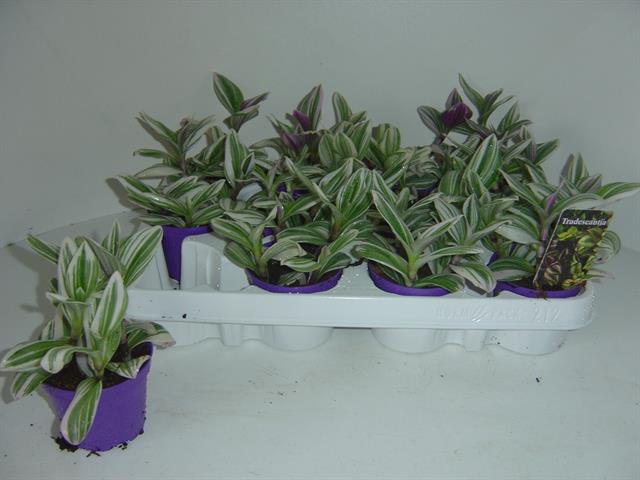 Tradescantia White Clone 12Ø 15cm