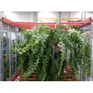 Epiphyllum anguliger