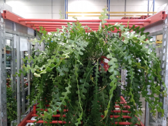 <h4>Epiphyllum anguliger</h4>