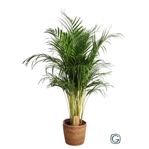 Areca in natural basket