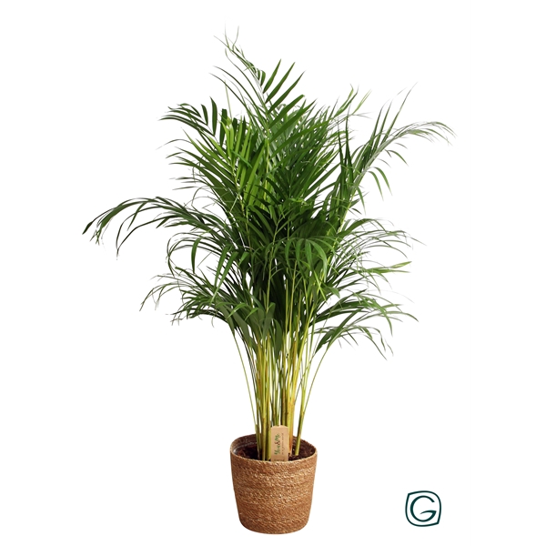 <h4>Areca in natural basket</h4>