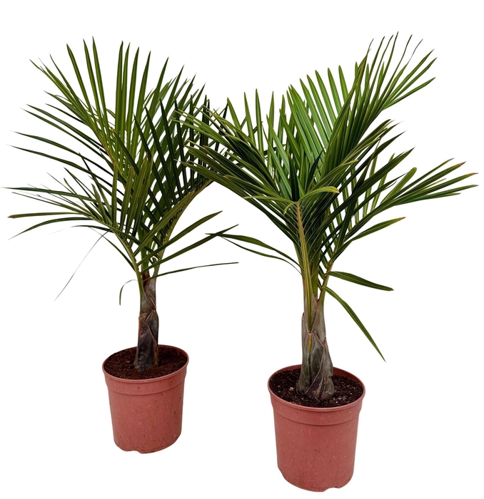 <h4>Mascarena verschaffeltii</h4>