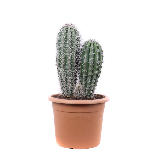 <h4>Pachycereus pringlei 30 cm</h4>