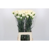 Dianthus St Rodas Creme
