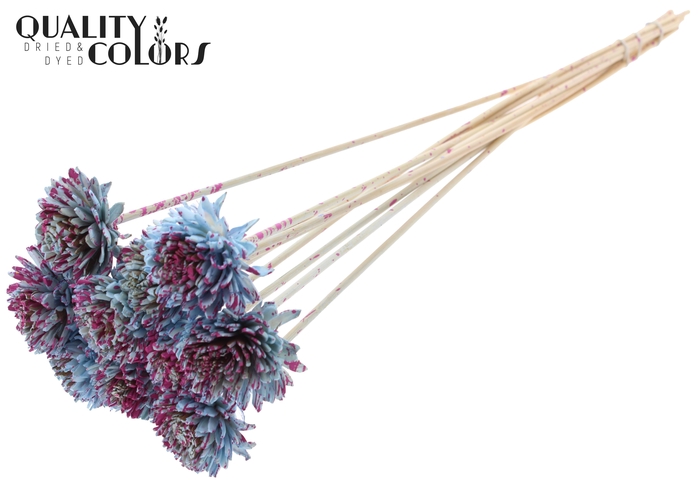 Shola Zinia 6cm on stem Splashed Light Blue/Cerise