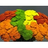 Achillea Parker Painted
