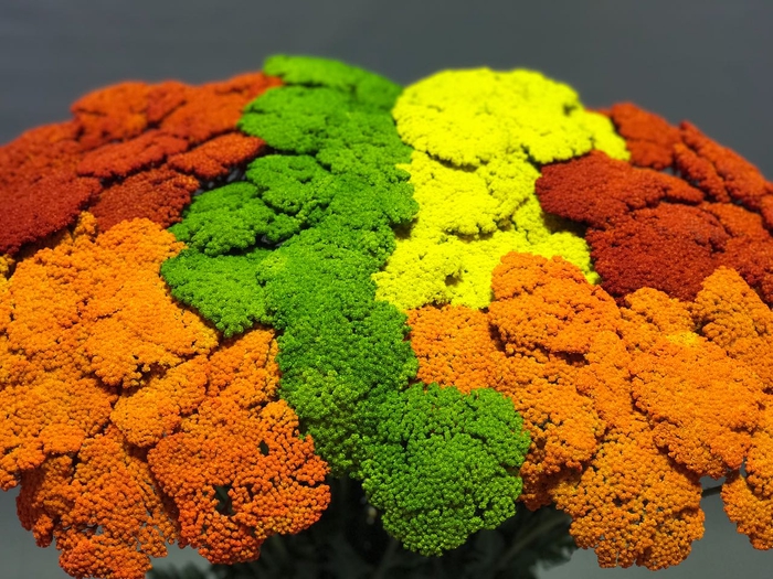 Achillea Parker Painted