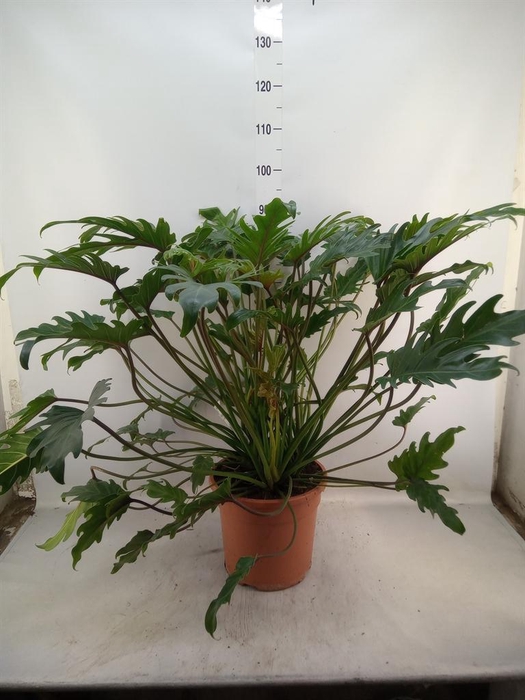 <h4>Philodendron xanadu</h4>