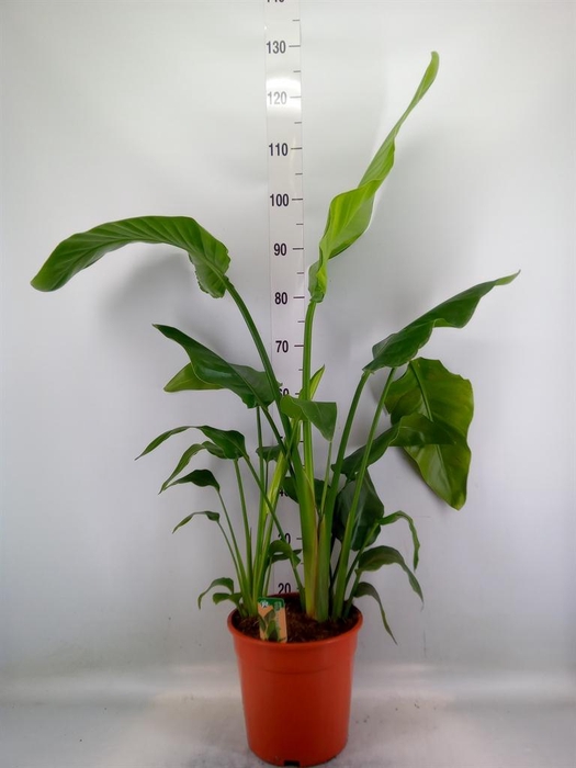 <h4>Strelitzia nicolai</h4>
