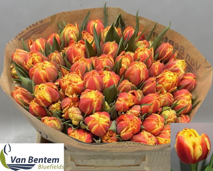 <h4>TU DU EDITION</h4>