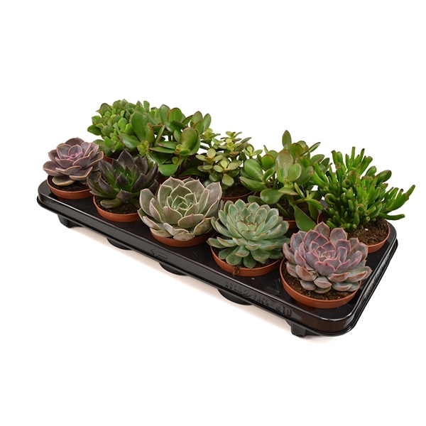 <h4>Crassula en Echeveria mix</h4>