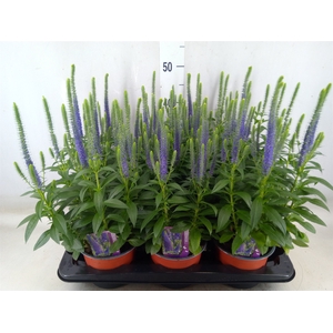 Veronica spicata 'UlsterDwarf Blue'