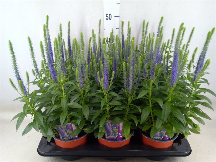 <h4>Veronica spicata 'UlsterDwarf Blue'</h4>