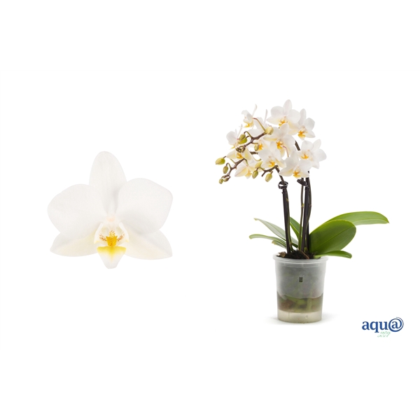 <h4>Phal Tiny Dolls Wit 3T18+ Aqu@</h4>