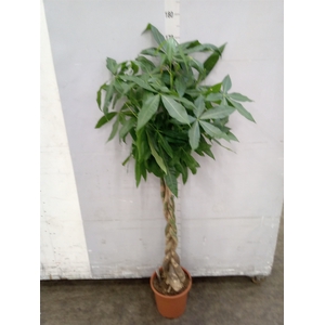Pachira aquatica
