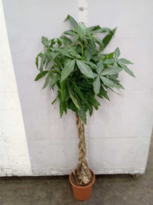 <h4>Pachira aquatica</h4>