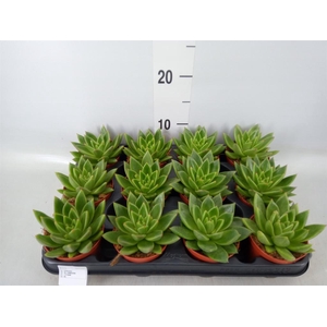 Echeveria  'Miranda'