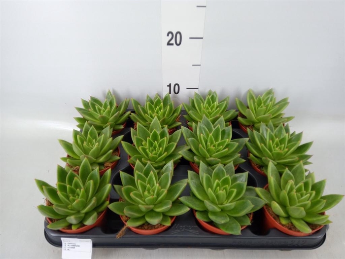 <h4>Echeveria  'Miranda'</h4>