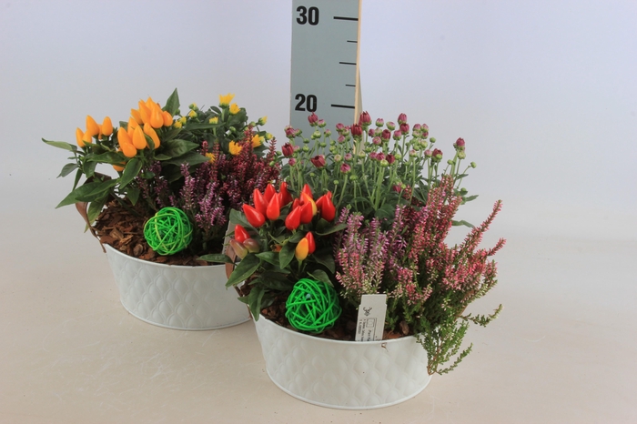 <h4>ARR TUINPLANTEN</h4>