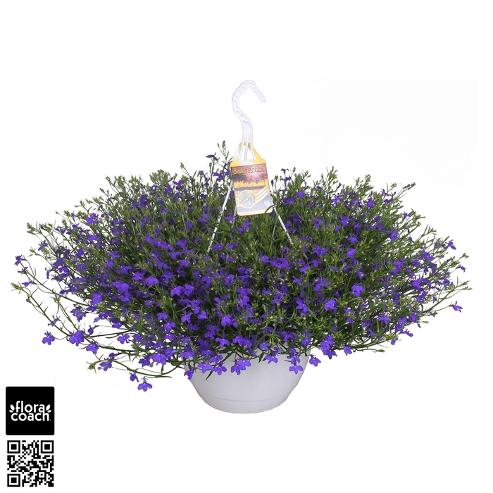 <h4>Sunny Motion® Lobelia 'Dark Blue'</h4>