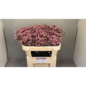 LIMONIUM SINENSE 'BLUSH DIAMOND'