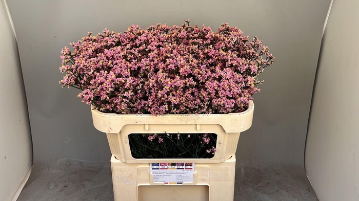 <h4>LIMONIUM SINENSE 'BLUSH DIAMOND'</h4>