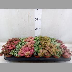 Fittonia   ...mix 7