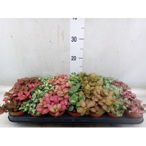 Fittonia   ...mix 7