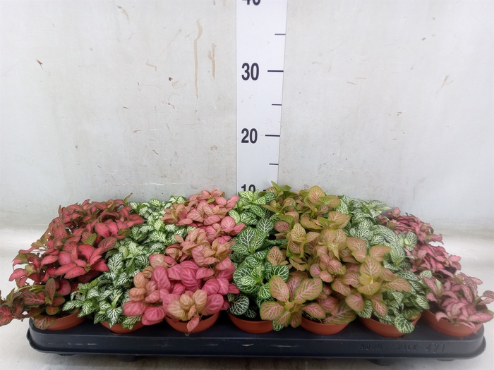 <h4>Fittonia   ...mix 7</h4>