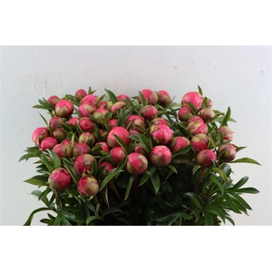 Paeo L Coral Charm