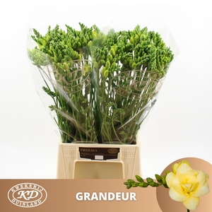 FR DU GRANDEUR