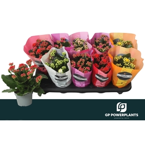 KAL GE PERF GEM 5 KL