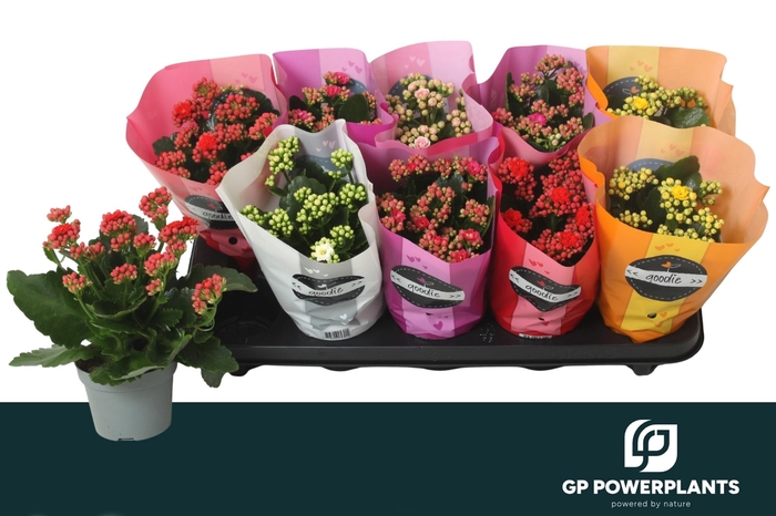 <h4>KAL GE PERF GEM 5 KL</h4>