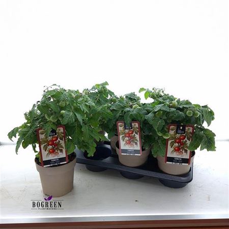 <h4>Tomatenplanten</h4>