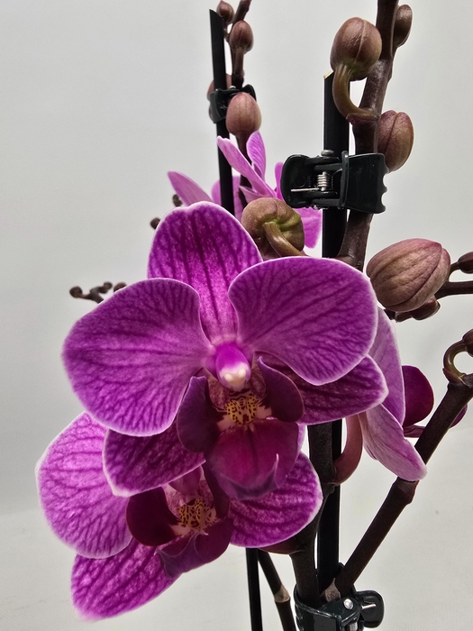 <h4>Limited 66 week 8</h4>