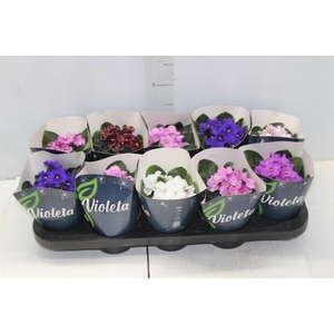 VIOLETA P11