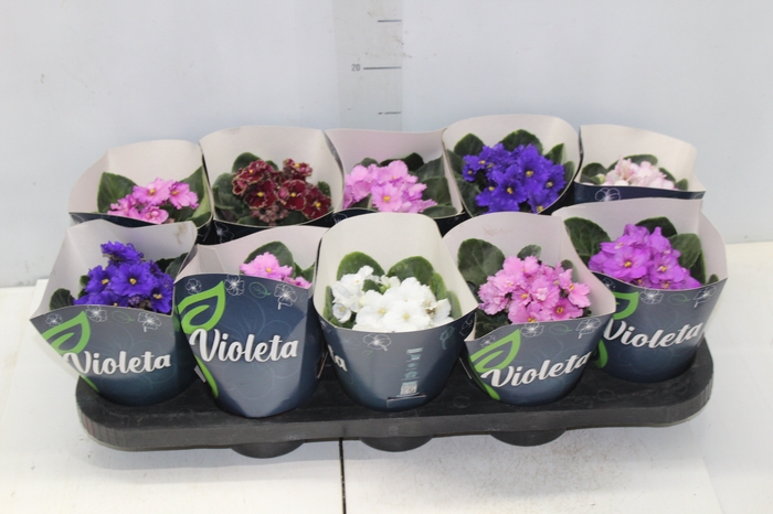 <h4>VIOLETA P11</h4>