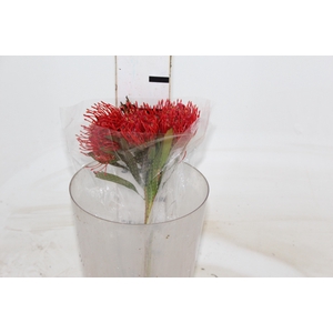 PROTEA VERMELHA 000