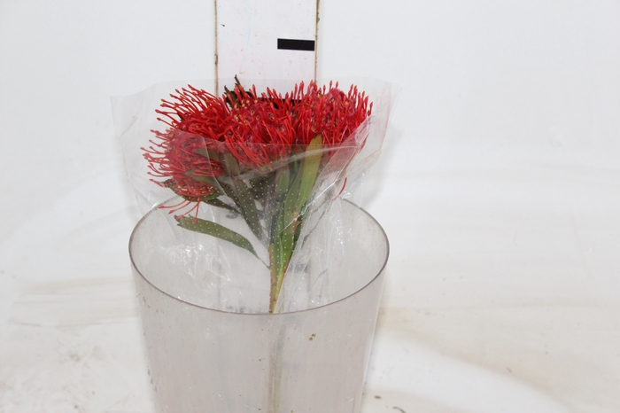 <h4>PROTEA VERMELHA 000</h4>