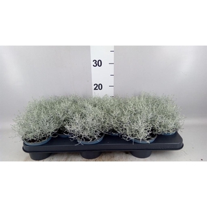 Leucophyta brownii