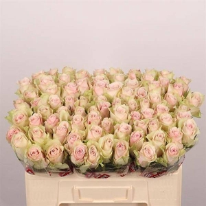 R Gr Pink Athena Mlima