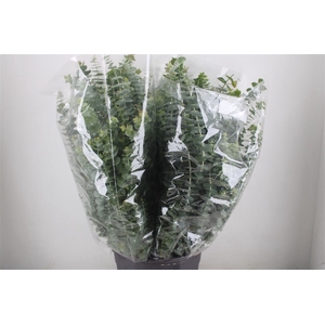 Euca Baby Blue 200gr P Bunch