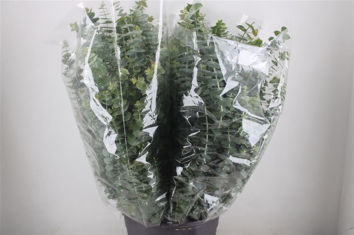 <h4>Euca Baby Blue 200gr P Bunch</h4>