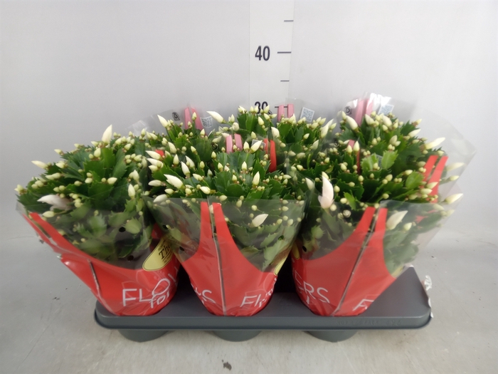 <h4>Schlumbergera   ...</h4>